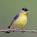 Picture Title - Another Male Lesser Goldfinch