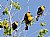 Male Yellow-Headed Blackbirds