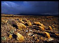 Picture Title - Storm Grass