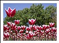 Picture Title - Shiny tulips