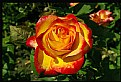 Picture Title - The Rose