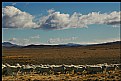 Picture Title - Light on Sheep & Clouds