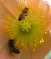 Picture Title - Buzzz