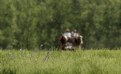 Picture Title - Horses in Meadow