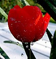 Picture Title - Rainy tulip