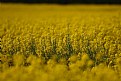 Picture Title - the yellow field