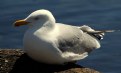 Picture Title - Sunbathing