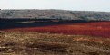 Picture Title - Burnt cranberry fields