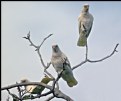 Picture Title - * corella crime-gang *