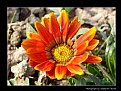 Picture Title - The Sunny Flower