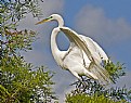 Picture Title - Posing Egret