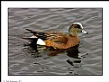 Picture Title - American Wigeon