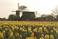 Picture Title - Dutch tulips and mill