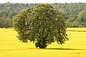 Picture Title - Solitary tree