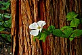 Picture Title - Dogwood in the Sierra