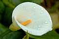 Picture Title - Calla