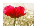 Picture Title - Red Poppy