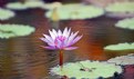 Picture Title - Water Lillies