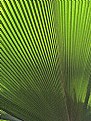 Picture Title - Palm Frond Pattern