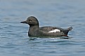 Picture Title - Pigeon Guillemot