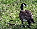 Picture Title - Canada Goose