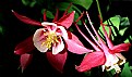 Picture Title - Columbine Duo