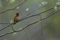 Picture Title - Humming bird