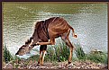 Picture Title - Young Kudu Doe