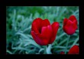 Picture Title - TULIP