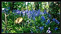 Picture Title - Bluebells