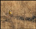 Picture Title - Eastern Meadowlark