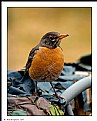 Picture Title - Spring Robin