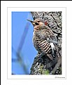 Picture Title - Yellow-shafted Flicker