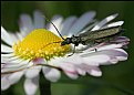 Picture Title - Oedemera on a daisy