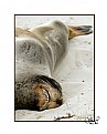 Picture Title - Sleepy Sealion