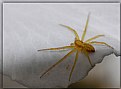 Picture Title - yellow spider