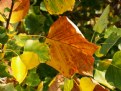 Picture Title - Autumn in Wagga Wagga #1