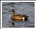 Picture Title - Blue Winged Teal