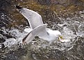 Picture Title - Herring Gulls2