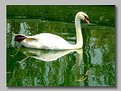 Picture Title - SWAN