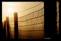 Picture Title - Fenced in