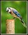 Blue Jay