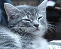 Picture Title - Cat nap