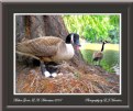 Picture Title - Mother Goose's Warning