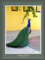 Picture Title - Pretty as a Peacock