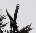 Picture Title - Bald Eagle