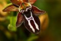 Picture Title - Cretan Ophrys Orchid 2