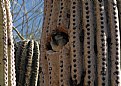 Picture Title - Nesting in Cacti