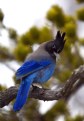 Picture Title - Snow & a Blue Jay