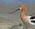 Close Encounter with Avocets